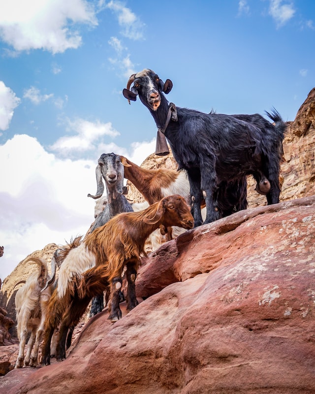 Cabras-en-Petra-Viaje-de-Trekking-a-Jordania-Buscomiviaje