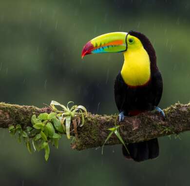 Costa Rica, un destino natural, diverso y lleno de vida