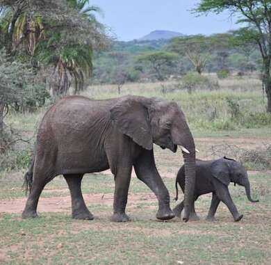 Serengeti-Viaje-Safari-a-Tanzania-en-Familia-Buscomiviaje