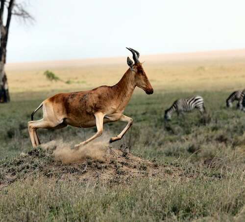 Fauna salvaje en Serengeti, Tanzania