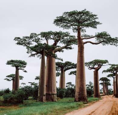 Madagascar-Baobabs-Buscomiviaje