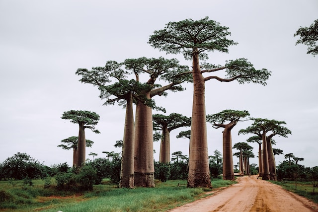 Madagascar-Baobabs-Buscomiviaje