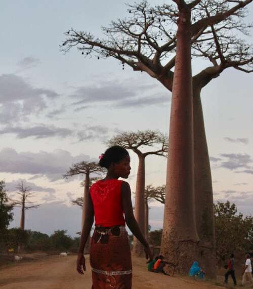 Avenida de los boabs-Madagascar-Buscomiviaje