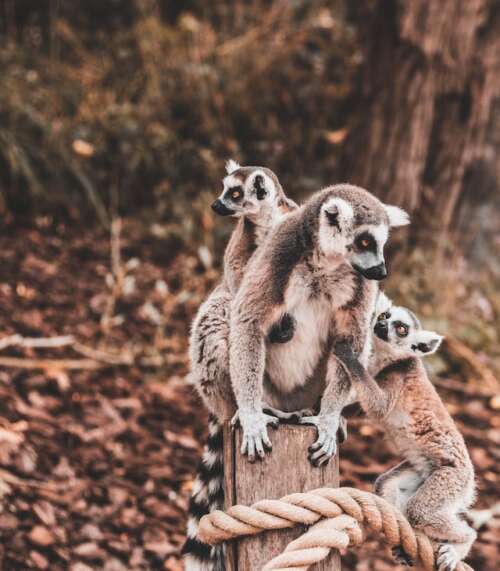 Madagascar-lemures-Buscomiviaje