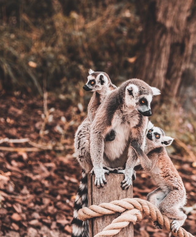 Madagascar-lemures-Buscomiviaje