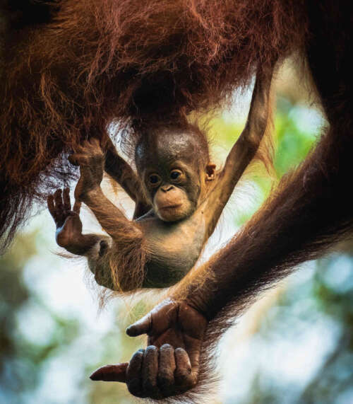 Centro de Rehabilitación Tanjung Harapan - Borneo - Viajes a Indonesia - Buscomiviaje