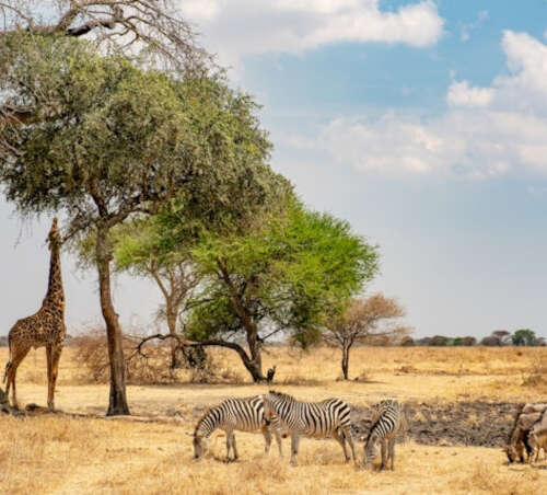 Vista del cráter de Ngorongoro en Tanzania