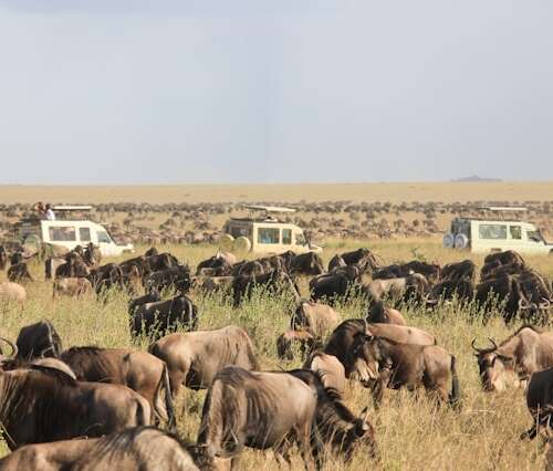 La gran migración en las llanuras del Serengeti en Tanzania