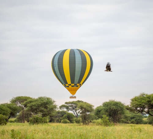 vistas de globo y pájaro en Tarangire parque nacional de Tanzania