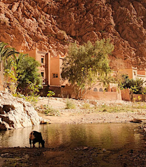 vaca bebiendo agua de un rio en un pueblo de las montañas del Atlas