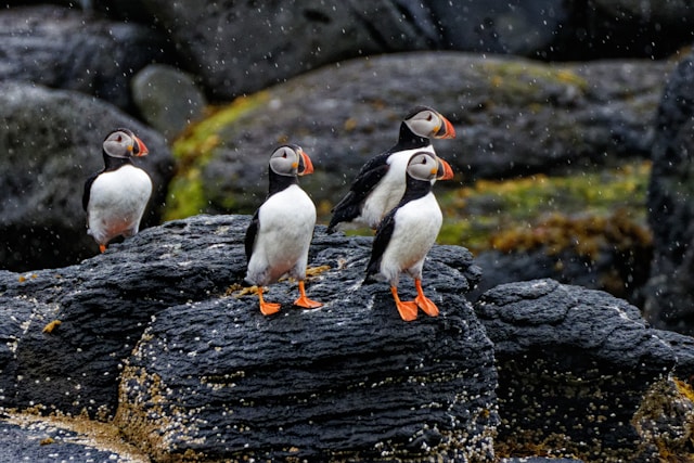 Pingüinos vistos durante una ruta en Islandia