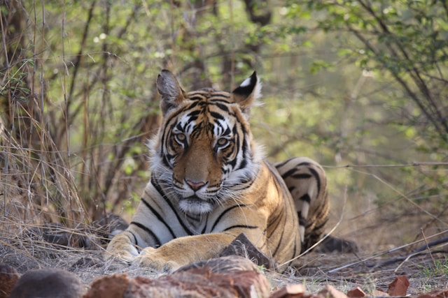 Un tigre acostado en el parque nacional Ranthambore