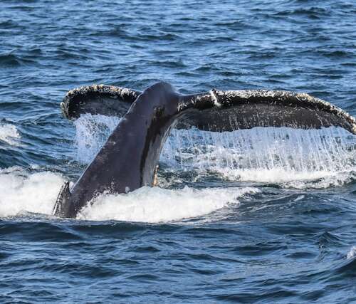 Avistamiento de ballenas en Monterey durante una ruta por la Costa Oeste.