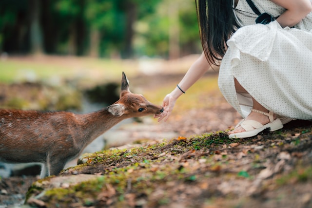 Una chica dando comida a un ciervo en Nara