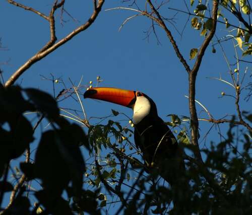 Ave en los humedales del Pantanal de Brasil